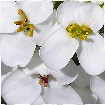 Propiedades del carraspique blanco